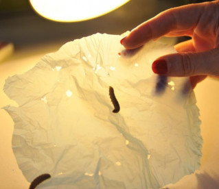 Esta lagarta acha que os sacos de plástico são muito saborosos