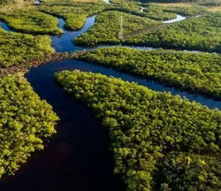 73 milhões de árvores para reflorestar a Amazônia
