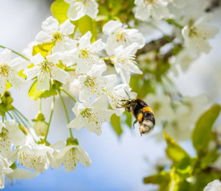 Estudo mundial encontra 75% pesticidas no mel
