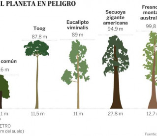Árvore mais alta da Amazônia está salva das queimadas