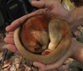 Menor tamanduá do mundo é encontrado no Delta Parnaíba - PI