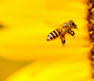 25% espécies de abelhas não aparecem desde a década de 1990