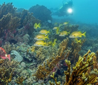 Cientistas congelam sêmen de corais para tentar salvar espécie da extinção no Brasil