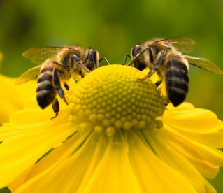 Dia Mundial Abelha - 20 Maio