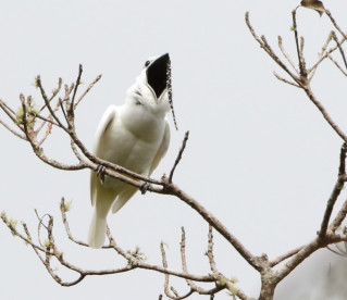 O canto da ave Araponga-da-Amazônia, mais alto que turbina de avião