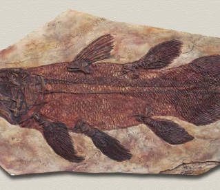 Celacanto, o 'peixe-fóssil' capaz de viver mais de 100 anos