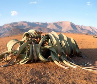 Os segredos da ‘Welwitschia’, a planta que beira a imortalidade