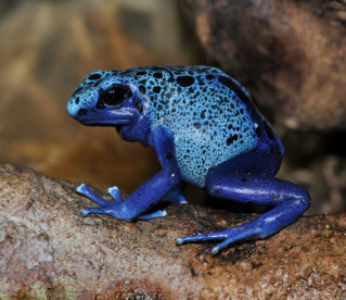 Por que a cor azul é tão rara na natureza?