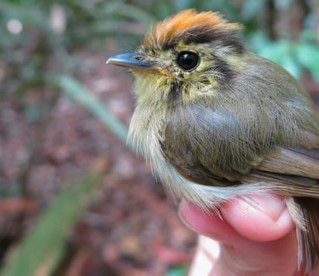 Aves estão ficando menores na Amazônia