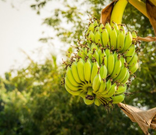 Bananas mais populares do mundo correm risco de extinção
