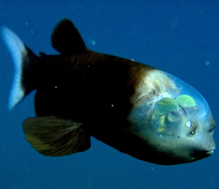 Incrível peixe com cabeça transparente