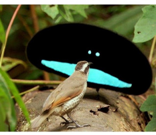 Incrível descoberta de nova espécie de ave-do-paraíso, conheça...