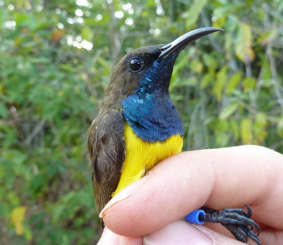 Novas aves são descobertas em ilhas remotas da Indonésia