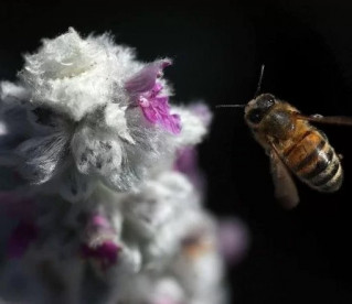 Aprovada primeira vacina mundial para abelhas