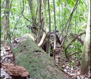 Duas novas espécies de leveduras na Amazônia