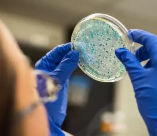 Bactérias da Antártida podem ser usadas em iogurte e produtos de limpeza