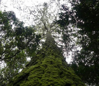 Brasil tem maior diversidade de árvores do planeta