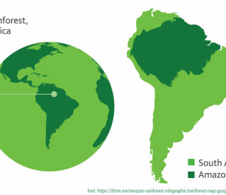 Floresta Amazônia: características, impactos e importância.