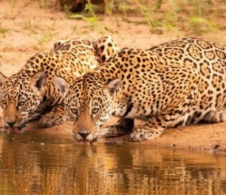 Pantanal: Câmeras monitoram animais 24 horas