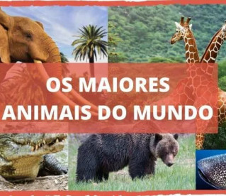 7 maiores animais do mundo