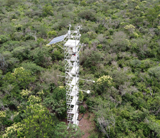 Caatinga entre os maiores sumidouros de CO2