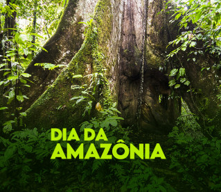 Dia da Amazônia: conheça espécies curiosas da floresta