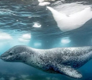 foca-leopardo: canções sob o gelo fluem como rimas infantis
