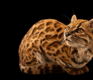 Cientista brasileiro lidera descoberta de nova espécie de felino
