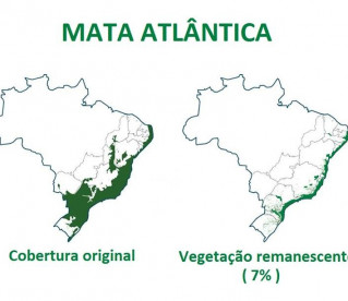 Vegetação nativa da Mata Atlântica voltou a crescer